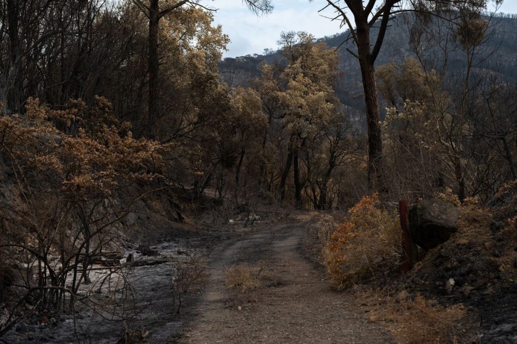 Cairngorms Wildfires: Devastation and Response