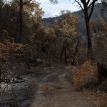 Cairngorms Wildfires: Devastation and Response