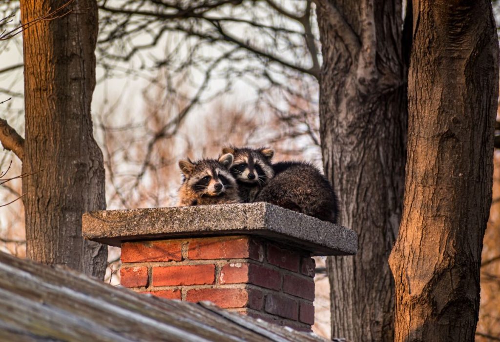 Jimothy the Raccoon: Viral Sensation Captivates Global