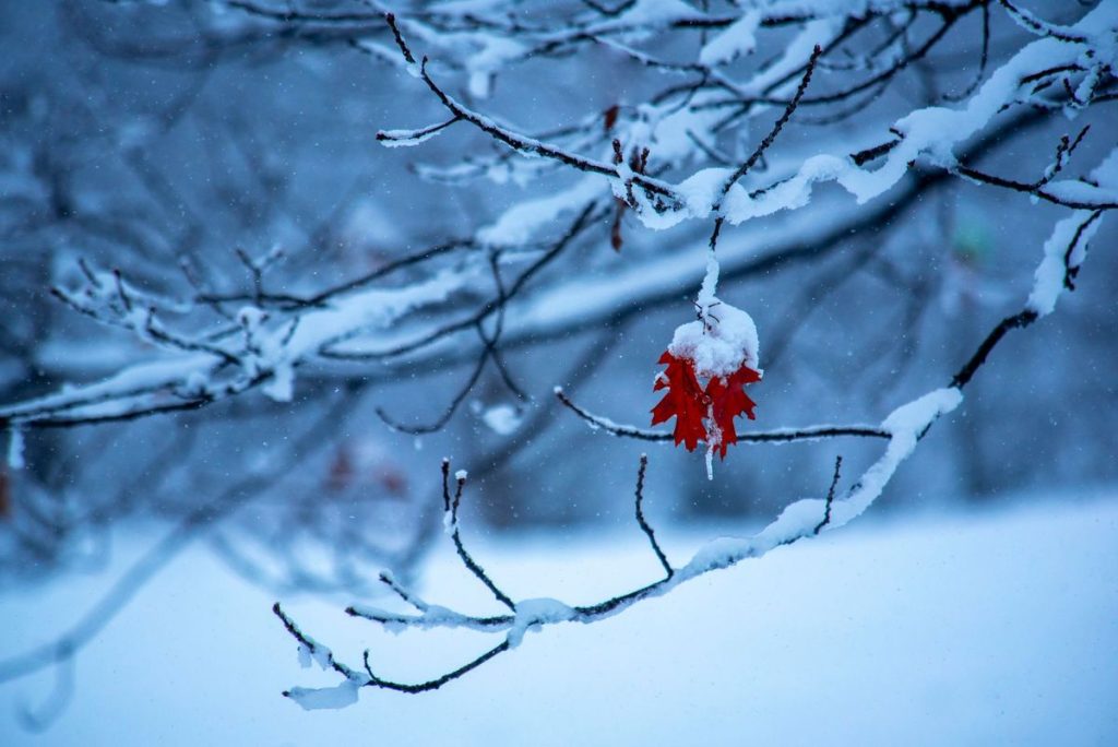 Winter Storm Warning Issued for Parts of North America