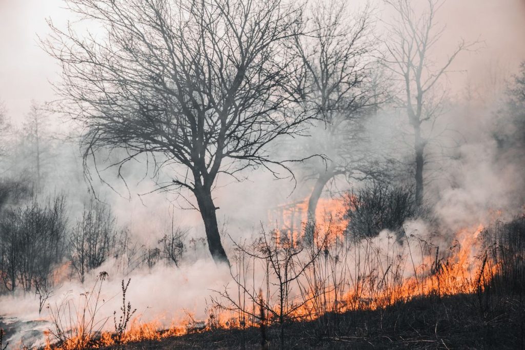 Whitehall's Role in England's Wildfire Preparedness Debated